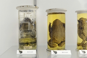 museo di zoologica bologna 8-2022 4541